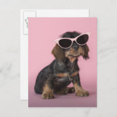Dachshund Puppy Wearing Sunbril Briefkaart (Voorkant / Achterkant)