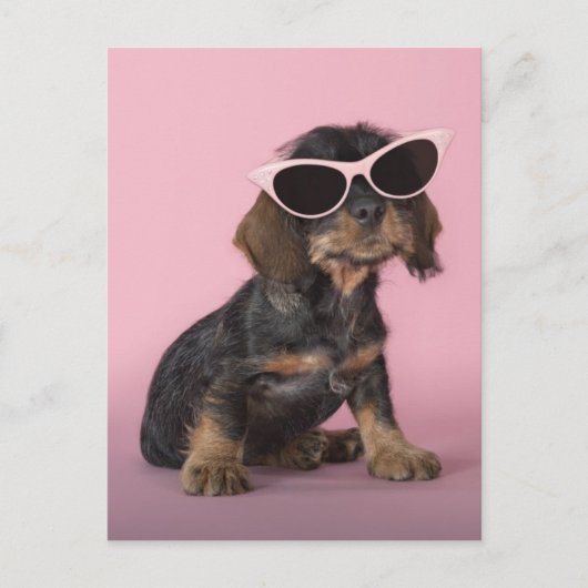 Dachshund Puppy Wearing Sunbril Briefkaart (Voorkant)