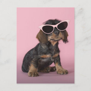 Dachshund Puppy Wearing Sunbril Briefkaart
