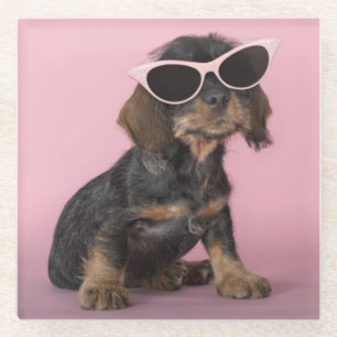Dachshund Puppy Wearing Sunbril Glazen Onderzetter