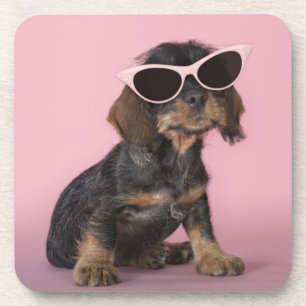 Dachshund Puppy Wearing Sunbril Onderzetter