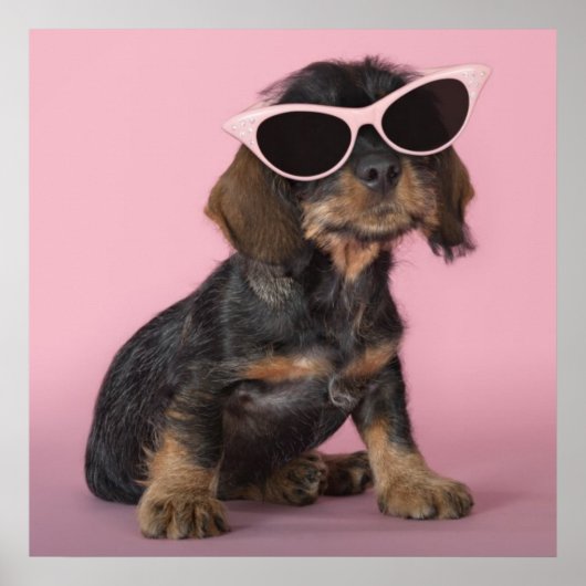 Dachshund Puppy Wearing Sunbril Poster (Voorkant)