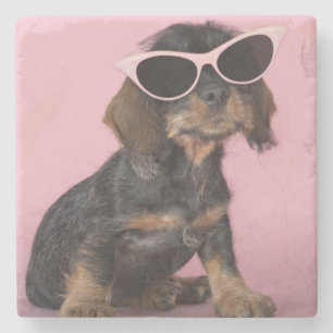 Dachshund Puppy Wearing Sunbril Stenen Onderzetter