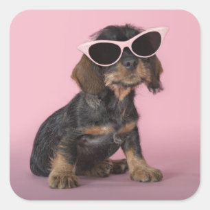 Dachshund Puppy Wearing Sunbril Vierkante Sticker