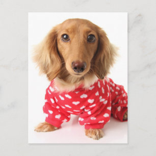 Dachshund Puppy Wearing Valentijns outfit Feestdagenkaart