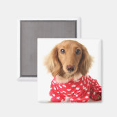 Dachshund Puppy Wearing Valentijns outfit Magneet (Voorkant / Achterkant)