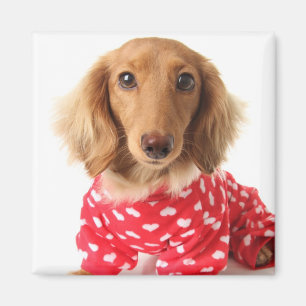 Dachshund Puppy Wearing Valentijns outfit Magneet