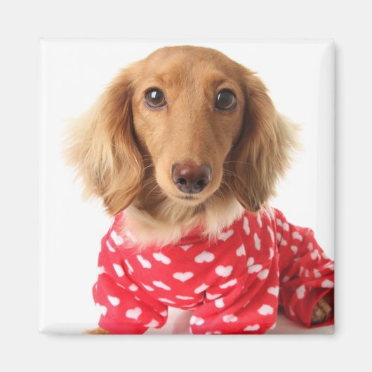 Dachshund Puppy Wearing Valentijns outfit Magneet (Voorkant)