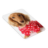 Dachshund Puppy Wearing Valentijns outfit Magneet (Rechterzijde)