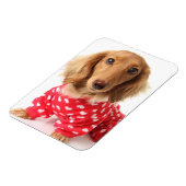 Dachshund Puppy Wearing Valentijns outfit Magneet (Linkerzijde)