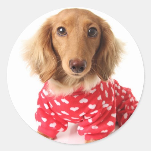 Dachshund Puppy Wearing Valentijns outfit Ronde Sticker (Voorkant)