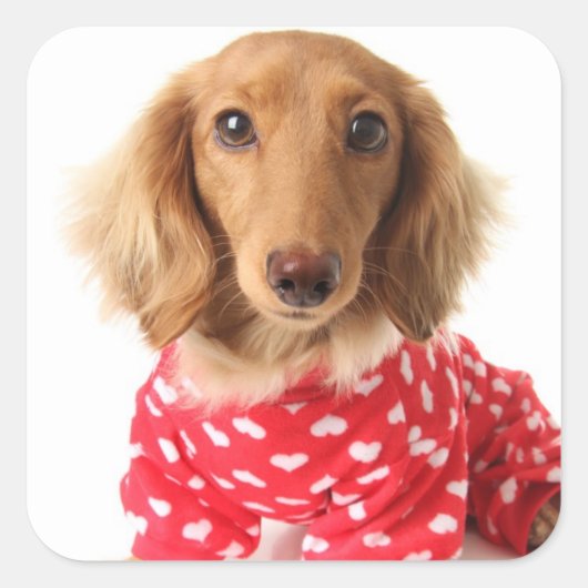 Dachshund Puppy Wearing Valentijns outfit Vierkante Sticker (Voorkant)