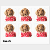 Dachshund Puppy Wearing Valentijns outfit Vierkante Sticker (Vel)