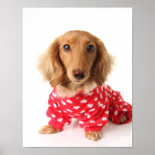 Dachshund Puppy Wearing Valentine's Outfit Poster (Voorkant)