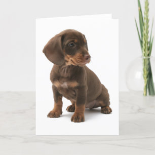 Dachshund Puppy Wenskaart Kaart