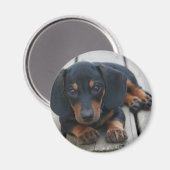 Dachshund Puppy Zwart Magneet (Voorkant / Achterkant)