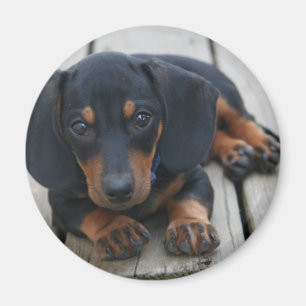 Dachshund Puppy Zwart Magneet