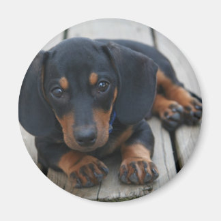 Dachshund Puppy Zwart Magneet