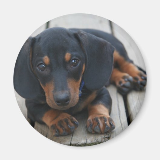 Dachshund Puppy Zwart Magneet (Voorkant)