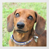 dachshund raamsticker (Vel)