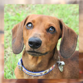 dachshund raamsticker (Vel 2)