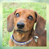 dachshund raamsticker (Vel 3)