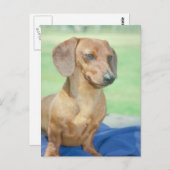 Dachshund Red Briefkaart (Voorkant / Achterkant)