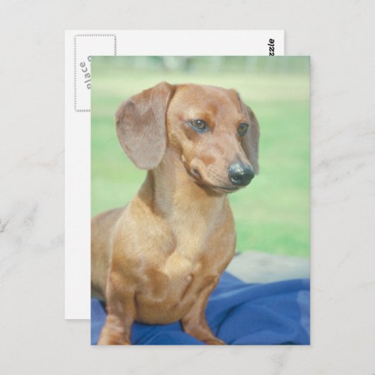 Dachshund Red Briefkaart (Voorkant / Achterkant)