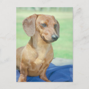 Dachshund Red Briefkaart