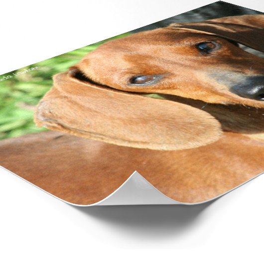 Dachshund Red Smoothcoat Foto Poster (Hoek)