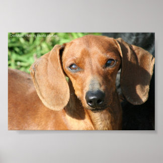 Dachshund Red Smoothcoat Foto Poster