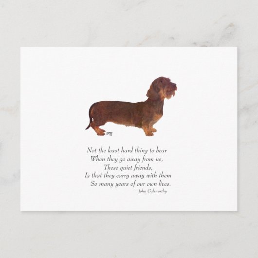 Dachshund Regenboogbrug Briefkaart (Voorkant)