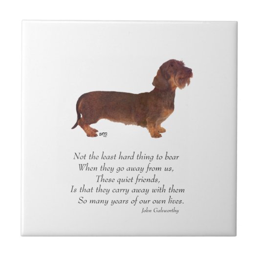Dachshund Regenboogbrug Tegeltje (Voorkant)