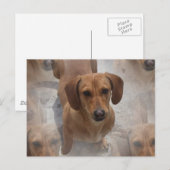 Dachshund Rescue Briefkaart (Voorkant / Achterkant)