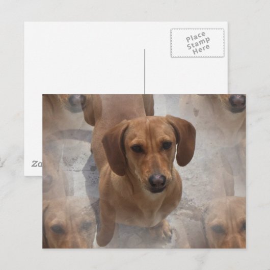 Dachshund Rescue Briefkaart (Voorkant / Achterkant)
