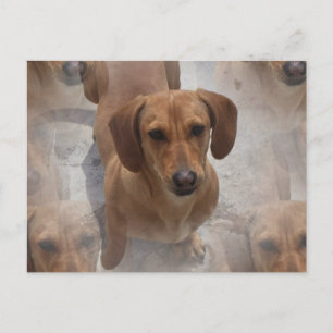 Dachshund Rescue Briefkaart