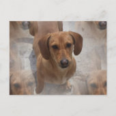 Dachshund Rescue Briefkaart (Voorkant)