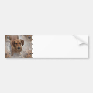 Dachshund Rescue Bumperstickers