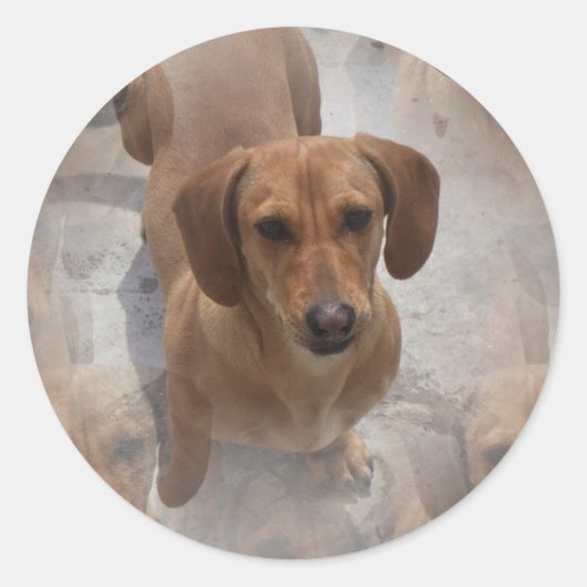 Dachshund Rescue Stickers (Voorkant)