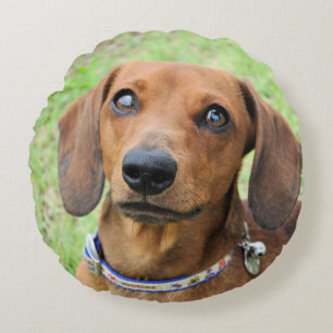 dachshund rond kussen