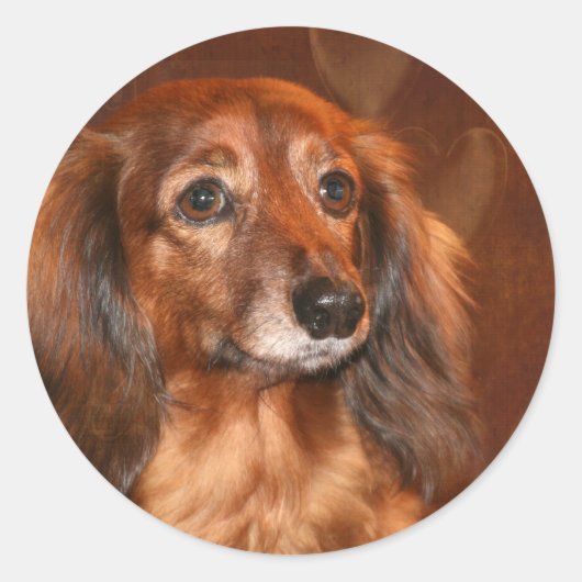 Dachshund Ronde Sticker (Voorkant)