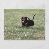 Dachshund Running Briefkaart (Voorkant)