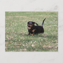 Dachshund Running Briefkaart