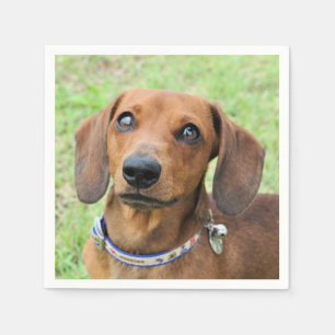 Dachshund Servet