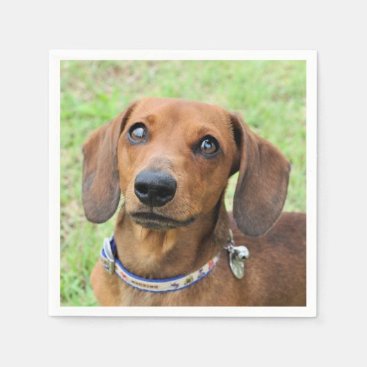 Dachshund Servet (Voorkant)