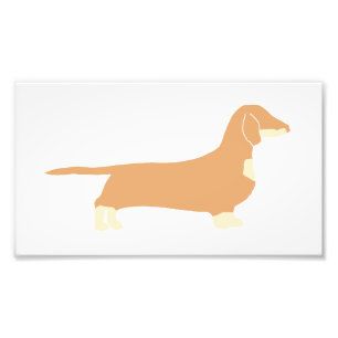 dachshund silo fawn and crème foto afdruk