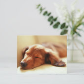 Dachshund slapen briefkaart (Staand voorkant)