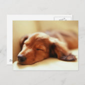 Dachshund slapen briefkaart (Voorkant / Achterkant)