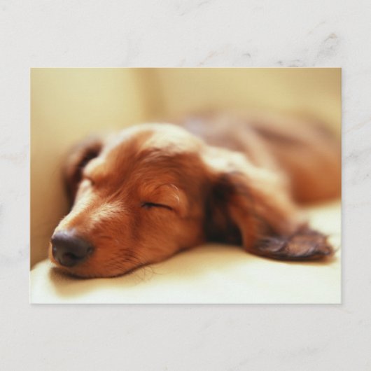 Dachshund slapen briefkaart (Voorkant)