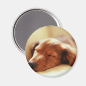 Dachshund slapen magneet (Voorkant / Achterkant)